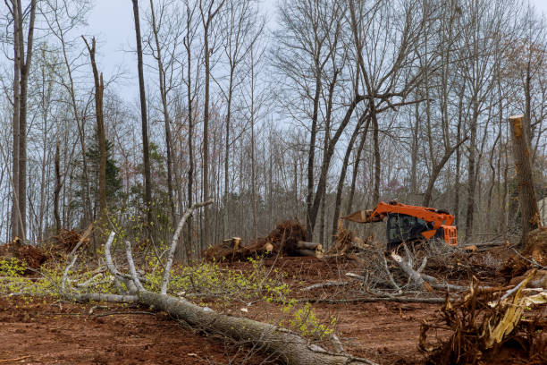 Best Hazardous Tree Removal  in Fairmont, WV