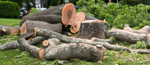 Best Tree Removal Service  in Fairmont, WV