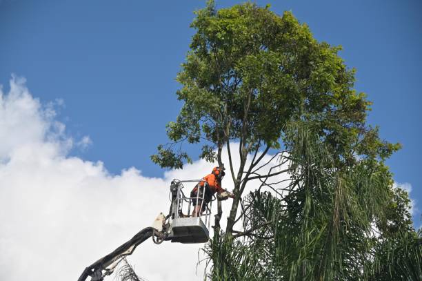 Fairmont, WV Tree Services Company